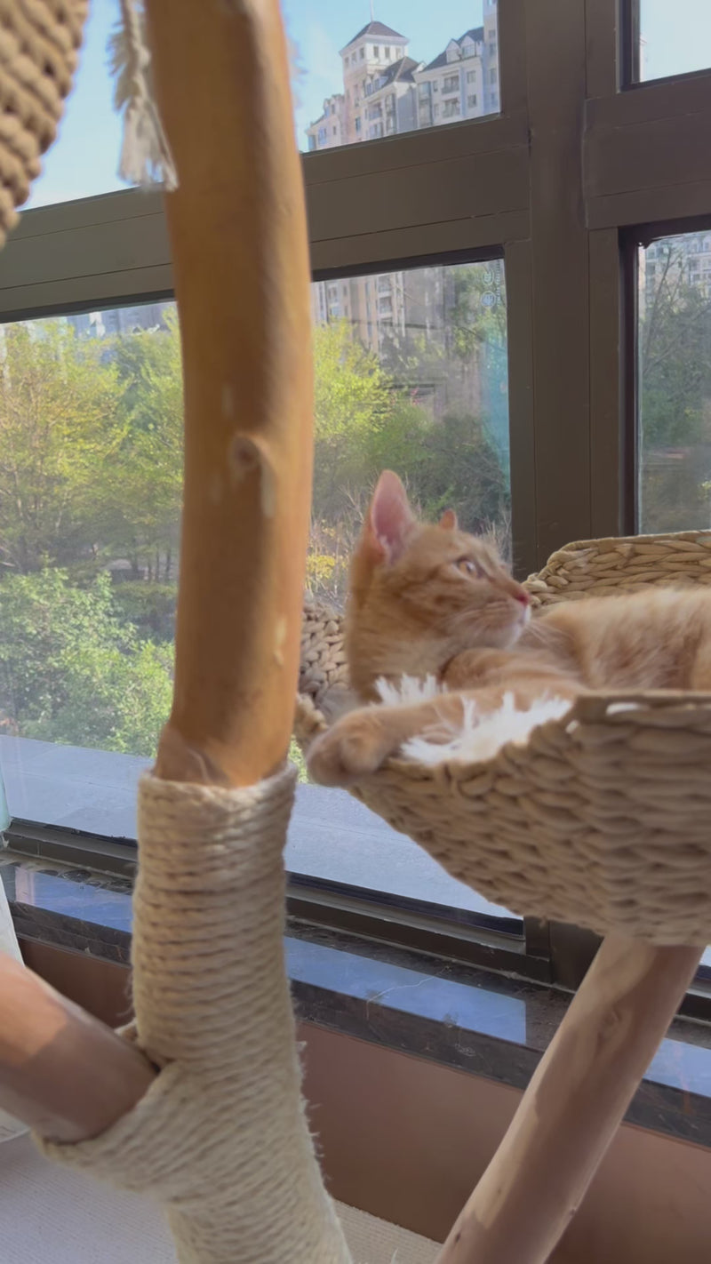 Cargar y reproducir video en Gallery Viewer, Luxury Multi-Level Cloud Cat Tree – Natural Fruitwood Rattan All-in-One Cat Bed &amp; Climbing Frame
