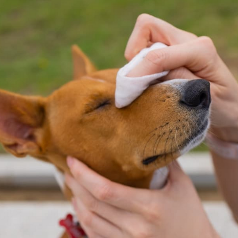 Cargue la imagen en el visor de la galería, [500 Wipes][15cm x 20cm][Alcohol Free] AST Pet Animal Cleaning Soft Wipes With Aloe &amp; Vitamin E - Polar Tech Australia

